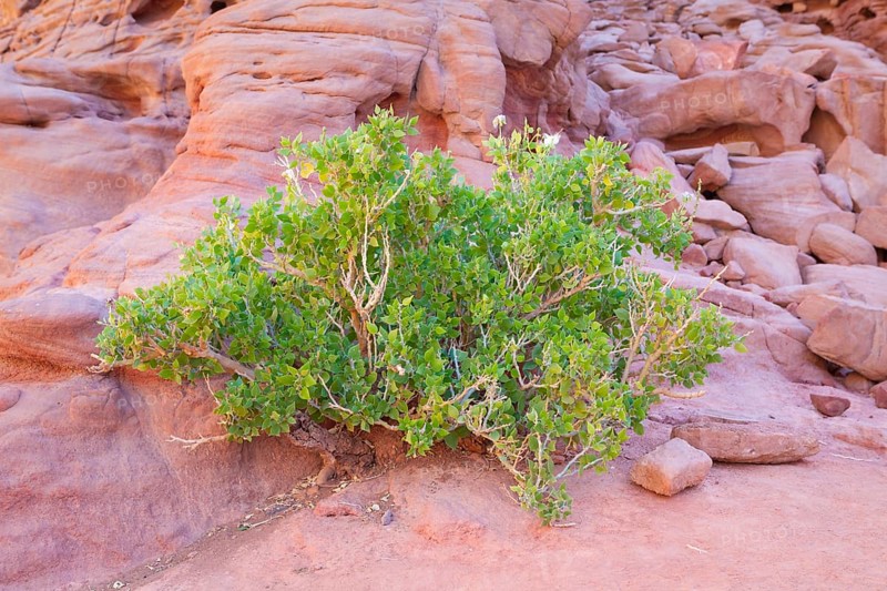 Common Myrtle plant (Myrtus communis)