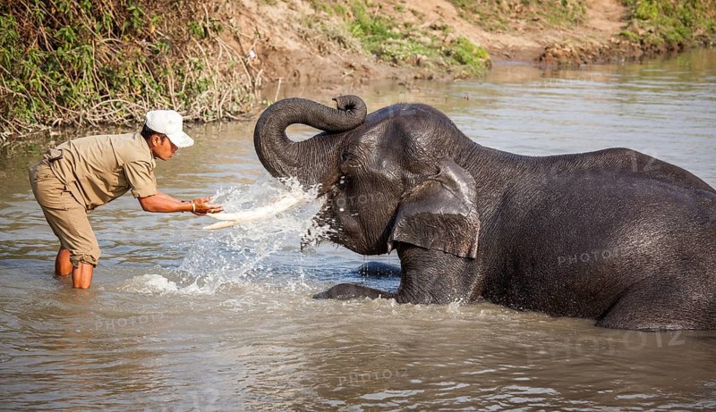 A man bathing an Asian Elephant (Elephas maximus)