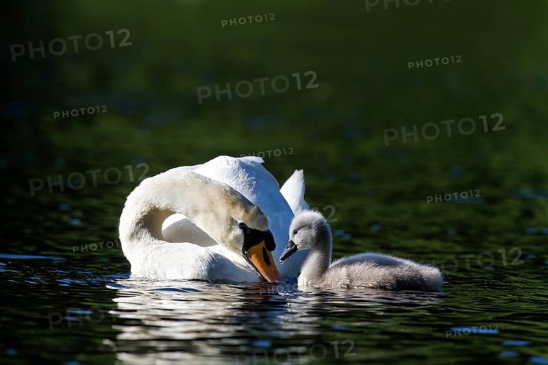 Mute Swan (Cygnus olor) with a cygnet