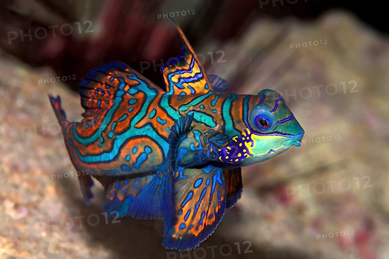 Mandarinfish or Mandarin Dragonet (Synchiropus splendidus)