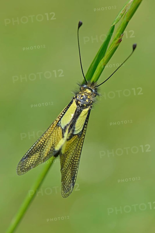 Owly Sulphur (Libelloides coccajus)