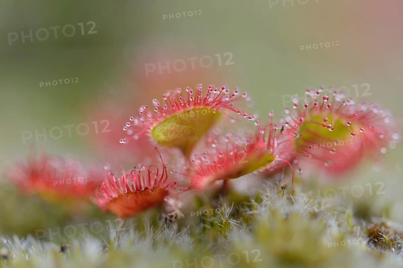 Sundew (Drosera rotundifolia)
