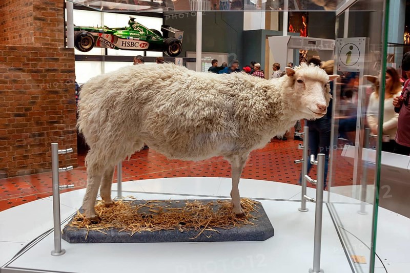 Sheep Dolly