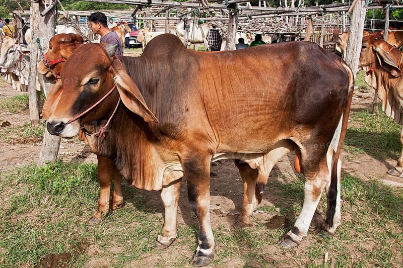 Brahman Cattle or Zebu Cattle (Bos primigenius indicus)