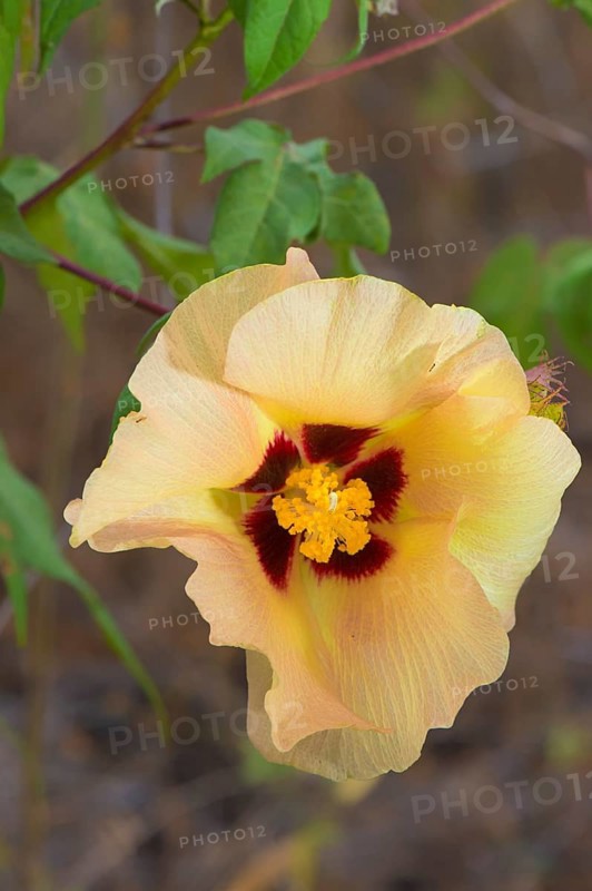 Galapagos Cotton (Gossypium barbadense var. darwinii)