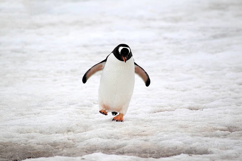 Gentoo Penguin (Pygoscelis papua)