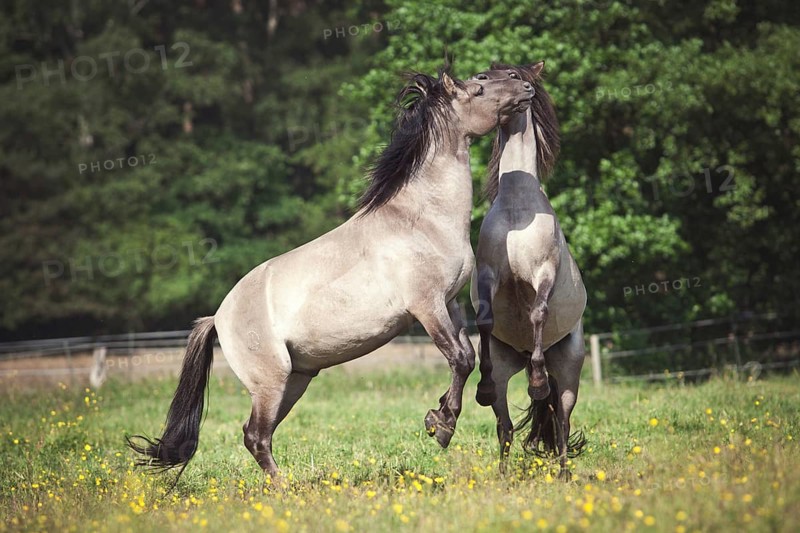 Young stallions