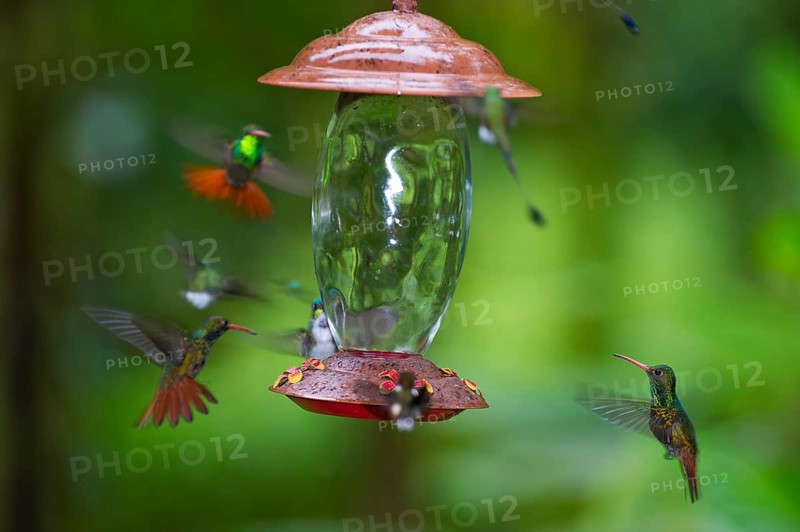 Rufous-tailed Hummingbird (Amazilia tzacatl) at feeder