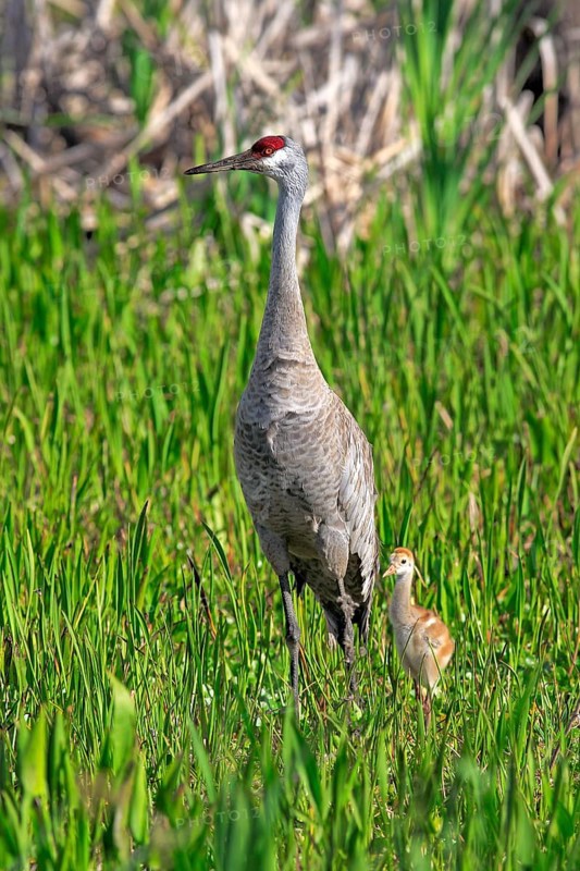 Sandhill Crane (Grus canadensis) with young