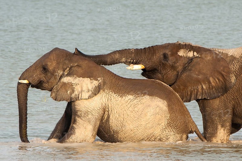 African elephants (Loxodonta africana) playfighting at the Namutoni water hole
