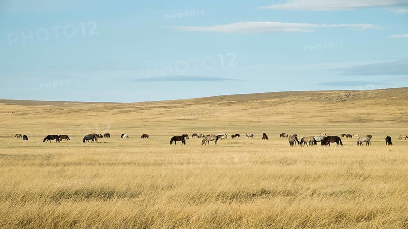Horse herd in the steppe landscape