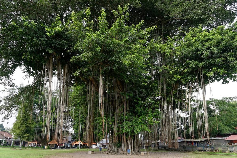 Giant Banyan Tree (Ficus benghalensis)