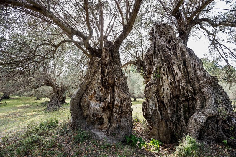 Ancient olive trees
