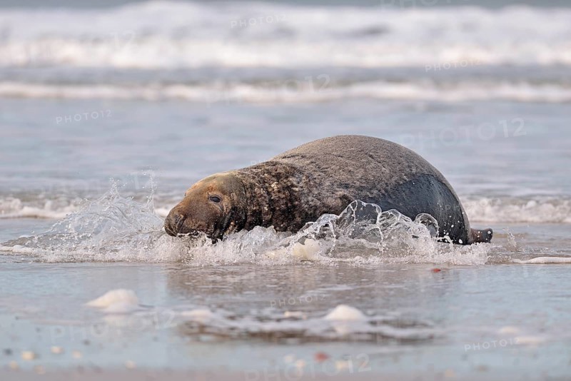 Grey Seal (Halichoerus grypus)