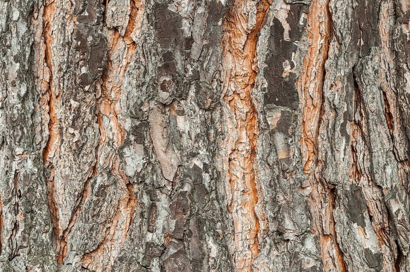 Bark of a pine tree (Pinius pinea)