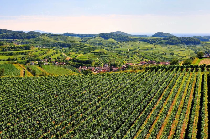 View of the vineyards and Oberbergen from the Mondhalde lookout