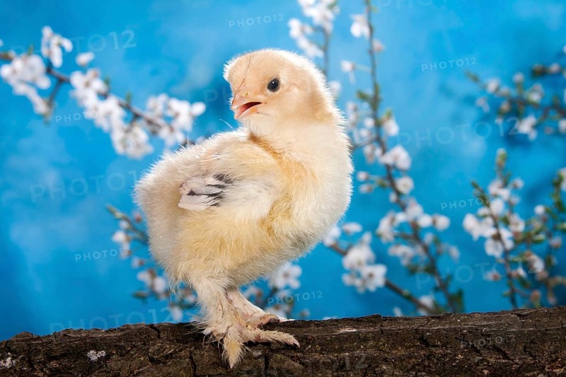 Domestic fowl chick