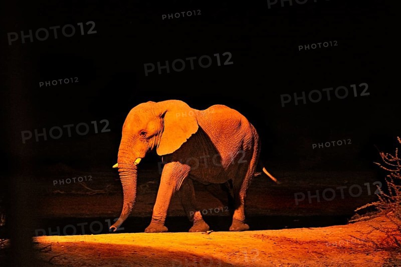 African Elephant (Loxodonta africana) at a waterhole in the evening