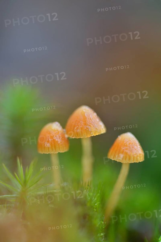 Fluffy-haired Conocybe (Conocybe digitalina)