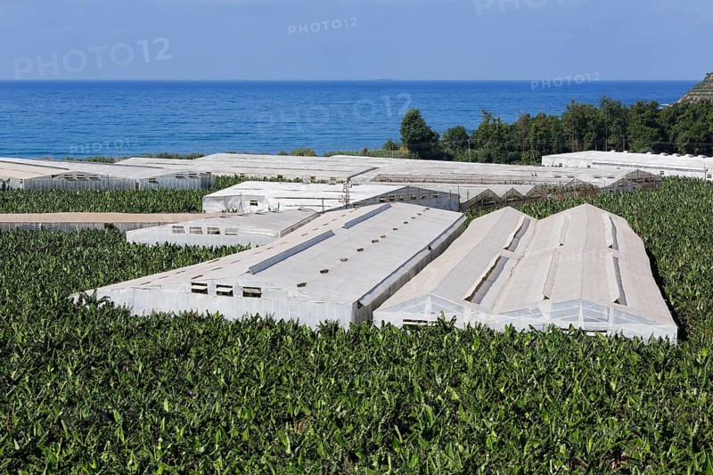 Banana plantation in Yakacik near Anamur