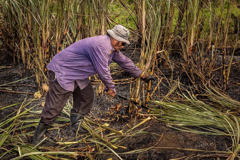 Worker harvesting sugar cane by hand