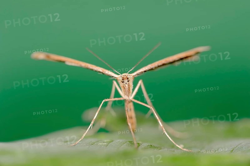 Rose Plume Moth (Cnaemidophorus rhododactyla)