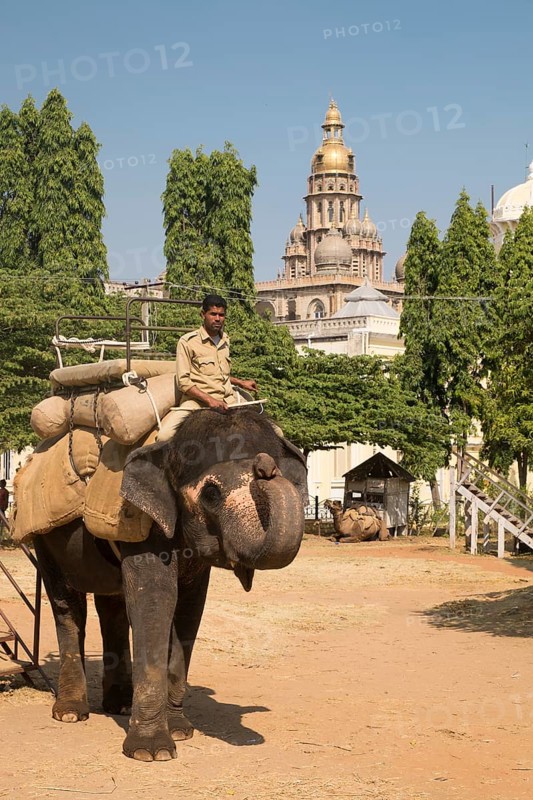 Mahout riding an Indian elephant
