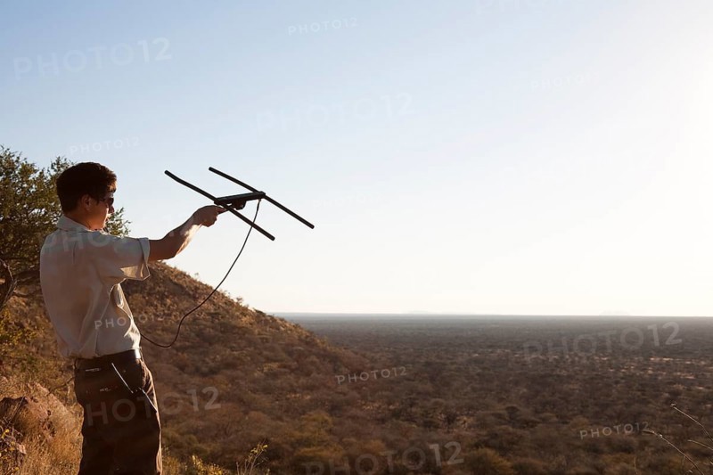 Man is radio tracking a leopard at the Okonjima Lodge