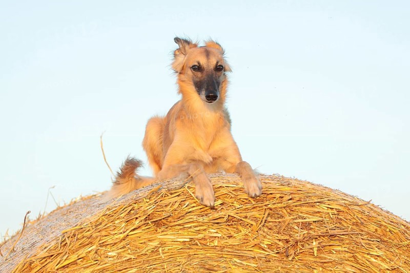 Silken Windsprite sighthound lying on straw bale