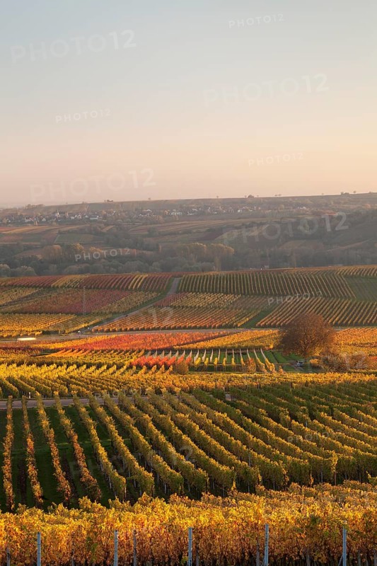 Vineyards in the evening light in autumn