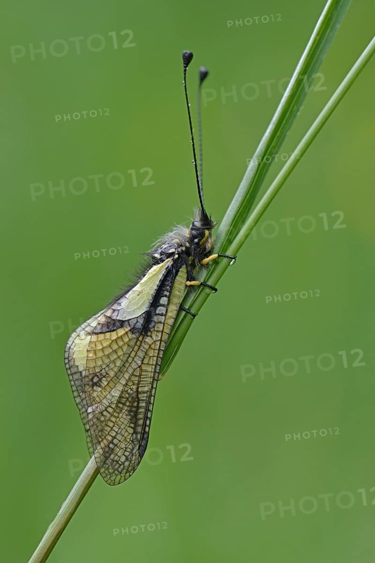 Owly Sulphur (Libelloides coccajus)