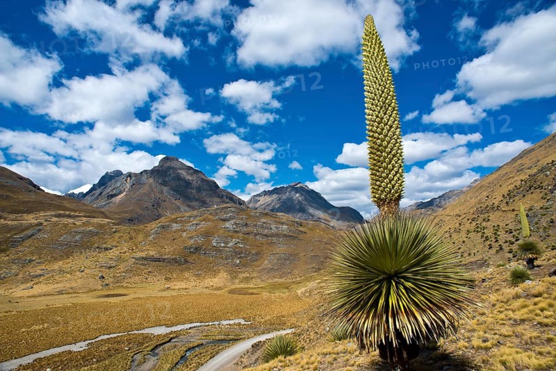 Queen of the Andes (Puya raimondii)