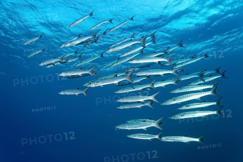 School Blackfin Barracuda (Sphyraena qenie)