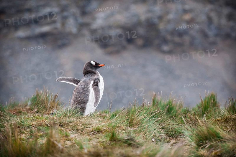 Gentoo Penguin (Pygoscelis papua)