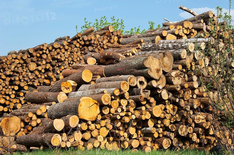 Woodpile