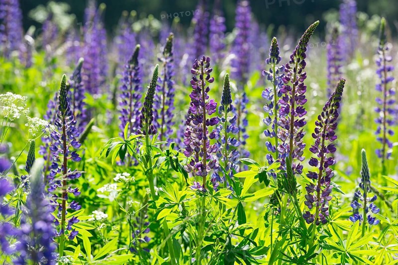 Blooming lupines (Lupinus)