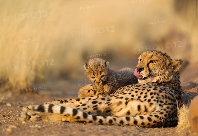 Cheetah (Acinonyx jubatus)