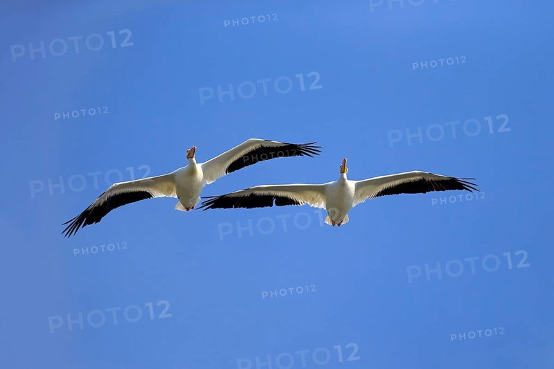 American White Pelican (Pelecanus erythrorhynchos)
