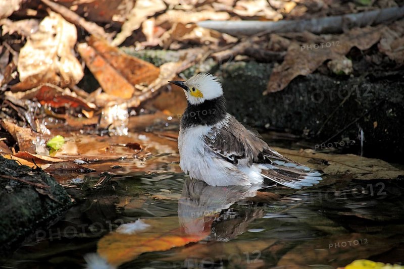 Black-necked