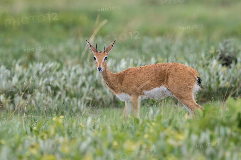 Oribi (Ourebia ourebi)