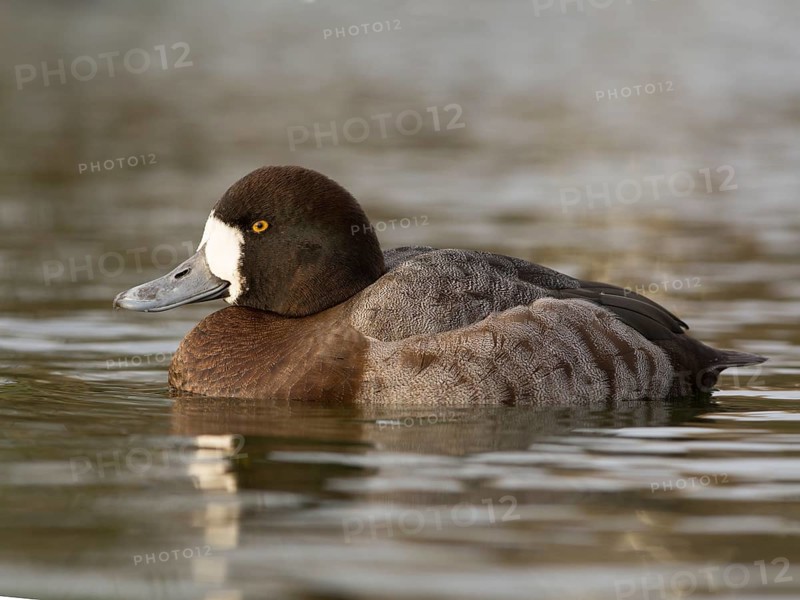 Greater Scaup or Scaup (Aythya marila)