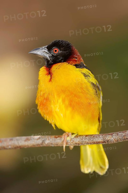 Village Weaver (Ploceus cucullatus