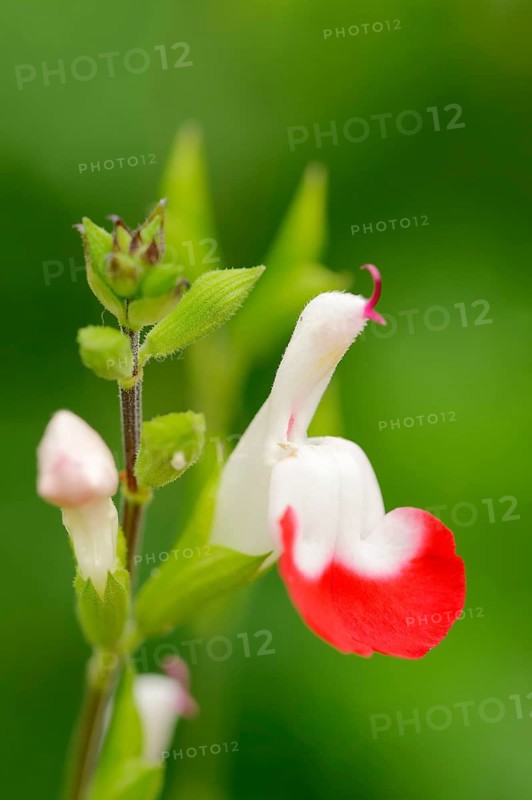 Baby Sage or Blackcurrant Sage var 'Hot Lips' (Salvia microphylla)