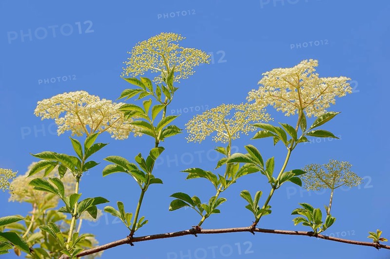 European elderberry (Sambucus nigra)