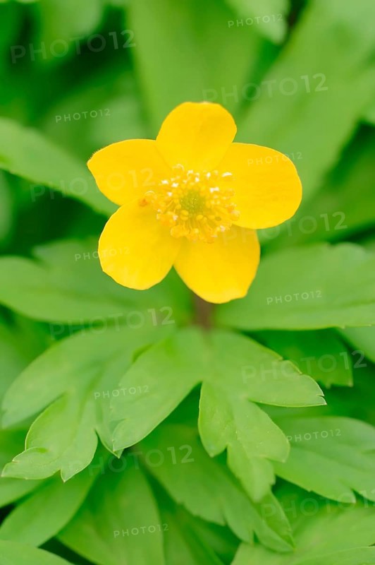 Yellow Anemone (Anemone ranunculoides)