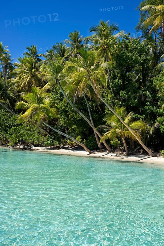 Lagoon with a sandy beach and palm trees