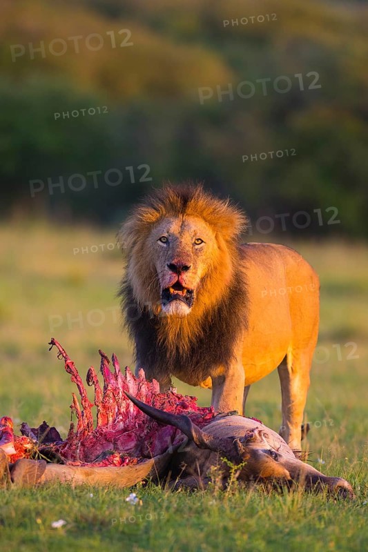 Lion (Panthera leo)