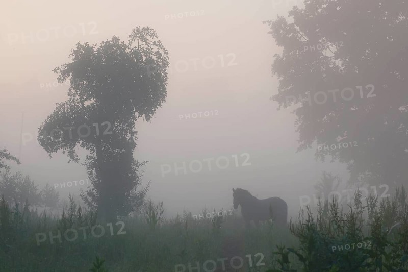 Horse in the morning mist over a meadow