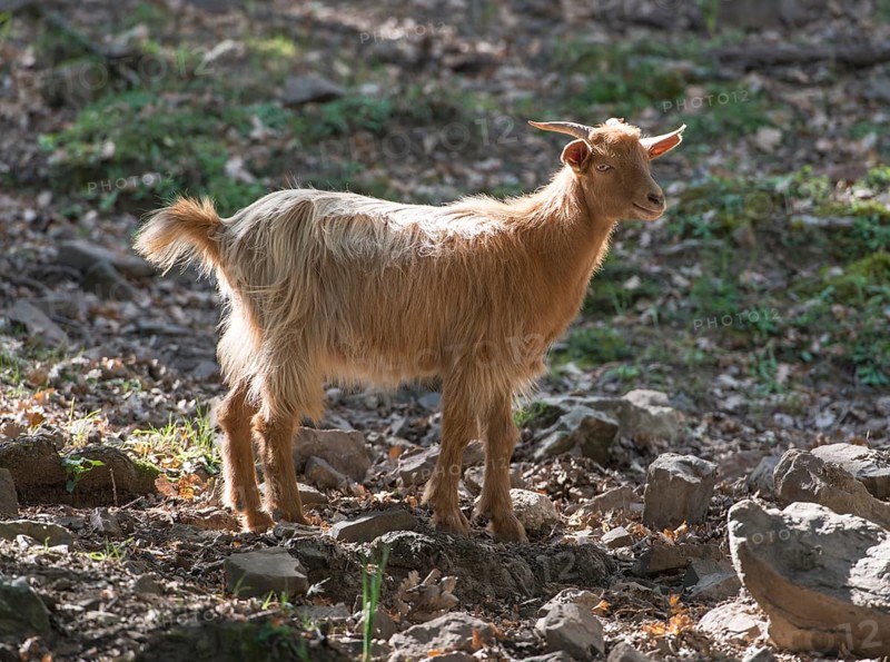 Feral brown goat