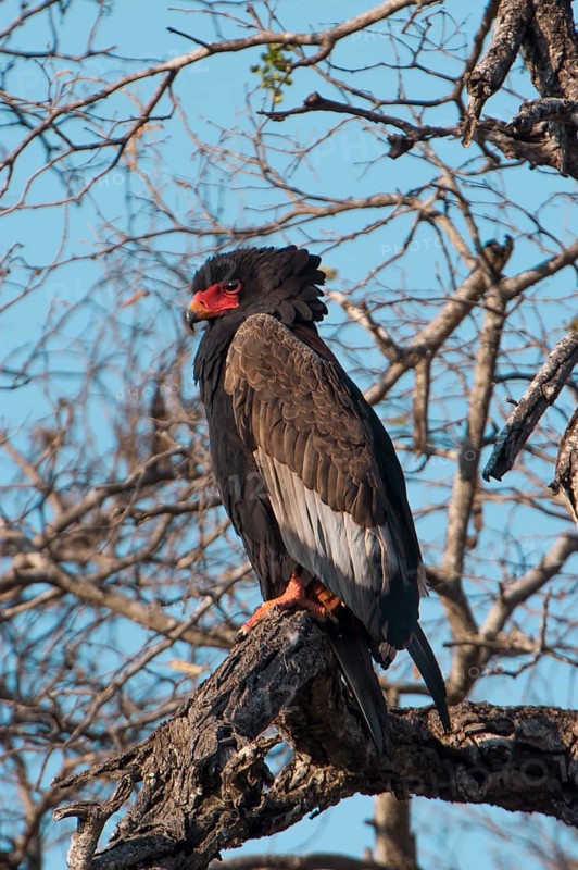 Bateleur (Terathopius ecaudatus)